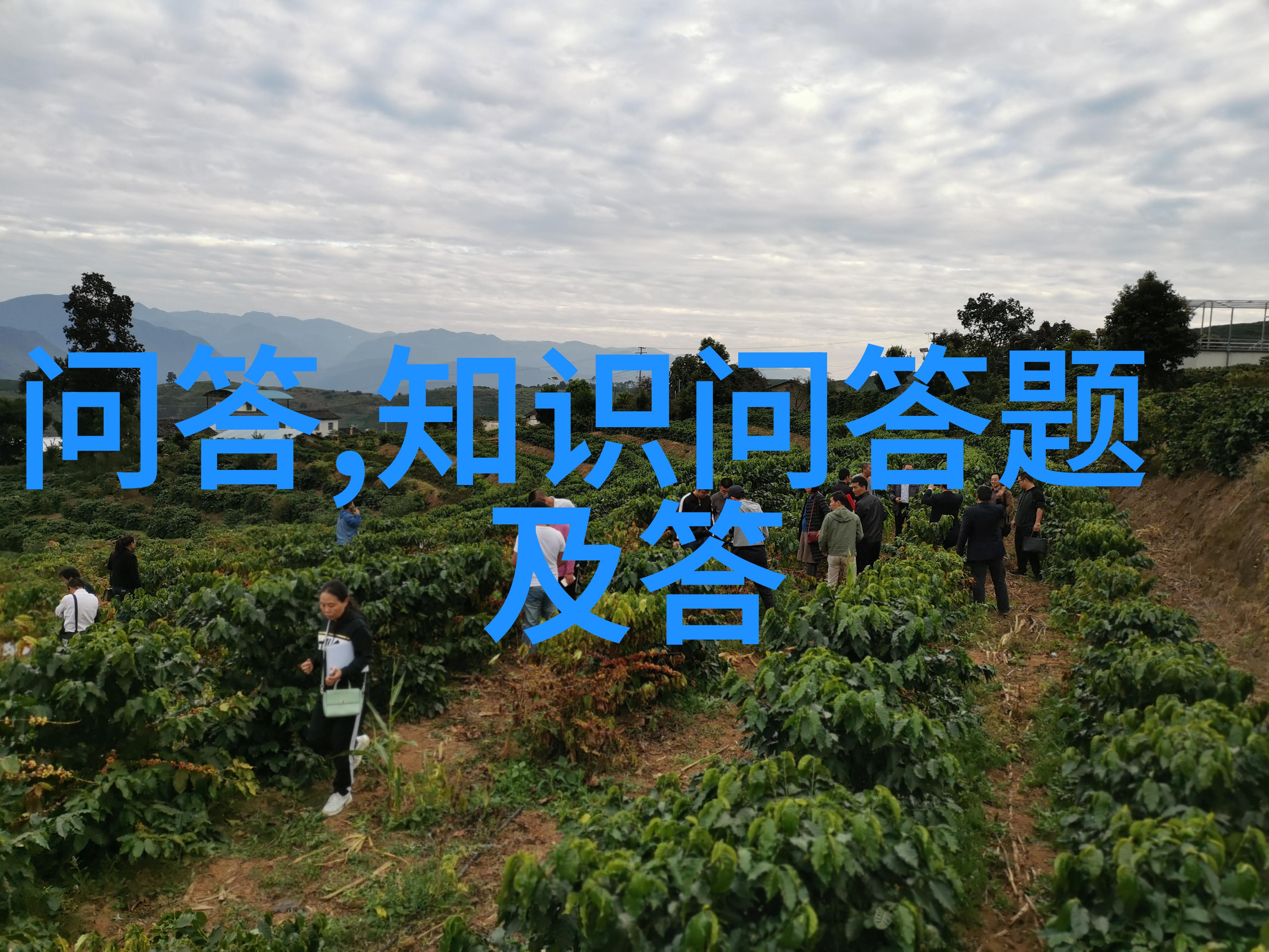 红酒的内涵葡萄园丰收酿造技艺品鉴艺术