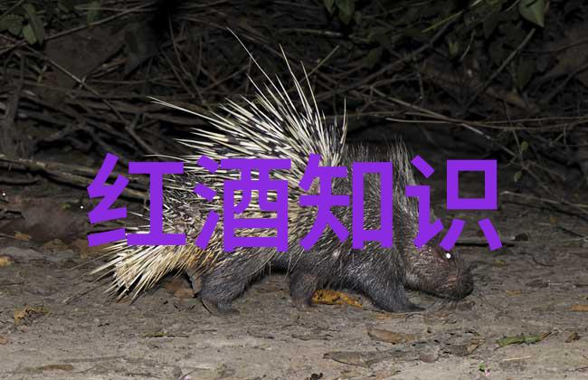 古董市场热销明清玉器一件珍品引发百万收藏家竞逐