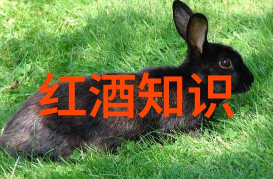 猫咪品种鉴定揭秘喵星族的隐秘血统