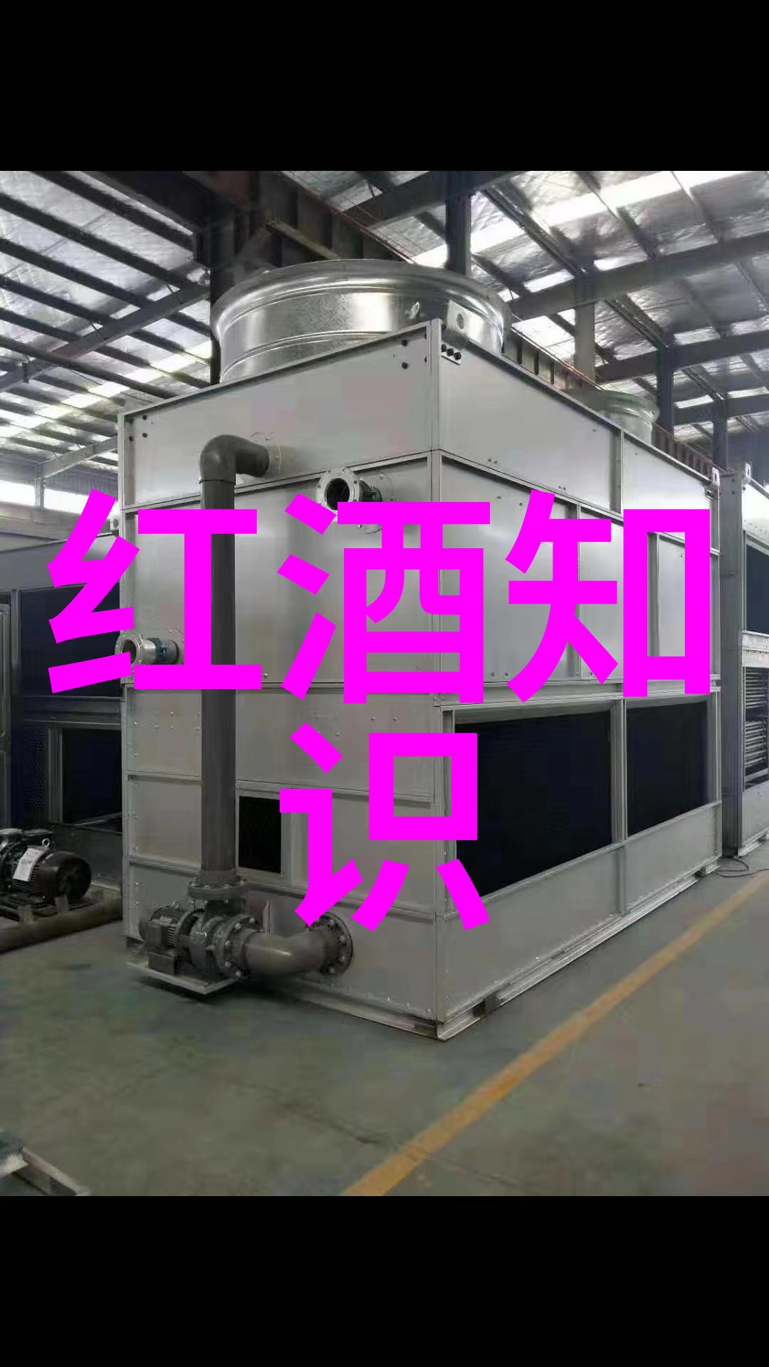 世界各地奇妙猫咪品种鉴定的文化探索之旅