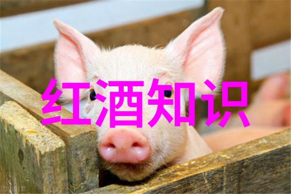 我来告诉你狸花猫和美短的区别我为什么选择了它