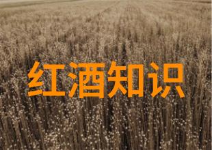 排行榜揭秘哪些是世界上最美丽的玫瑰