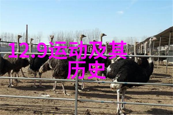 杜拉斯葡萄品种的玉米奇迹金色的海洋在秋风中摇曳