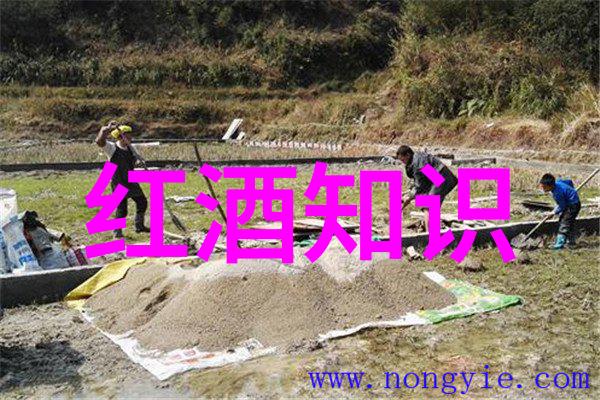在世界舞台上波尔多如何成就了它的独特地位