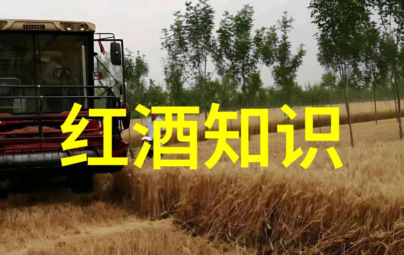 长毛猫