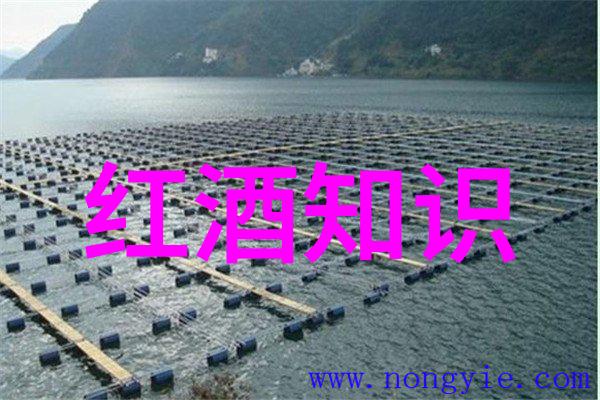 探秘华夏收藏网登录门户开启文化宝库