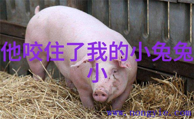 《兔兔冒险记：他咬住了我的小兔兔》