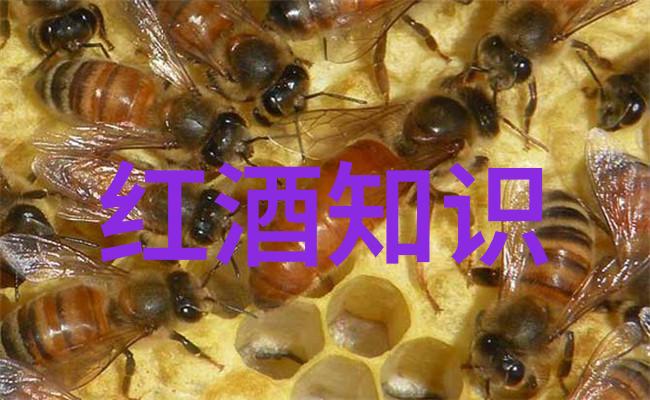 在默尔索产区人物细数法国波尔多红酒的价格