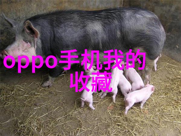 玉米种类繁多的艺术展览