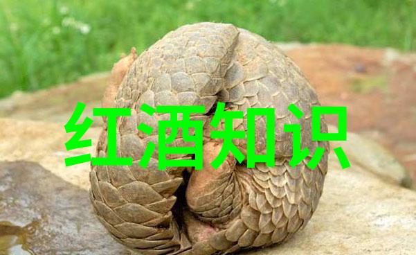 红酒文化最终定义 - 醉心于时光解读红酒文化的深层含义