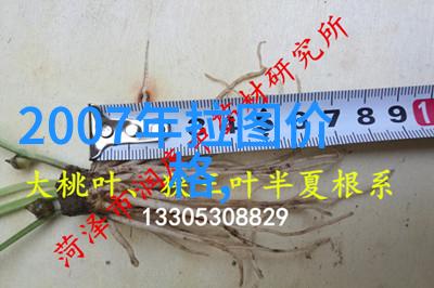 二龙湖之畔的玫瑰律师守护法律与美丽的庄园简介