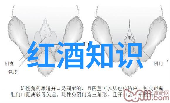 文雅语汇收藏的艺术与智慧