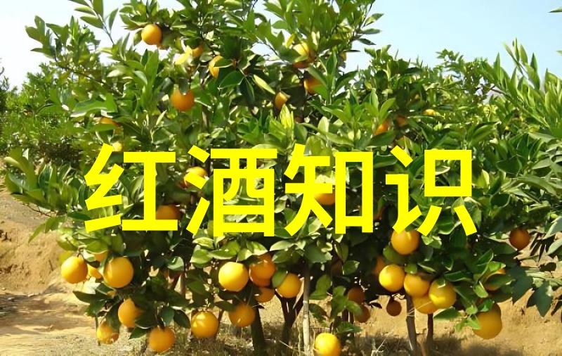二龙湖玫瑰庄园简介-碧波荡漾香气缭绕探秘二龙湖的花海奇境