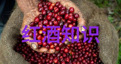 问答app有哪些解锁智能生活的秘密武器
