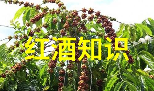 中国古代有庄园吗希望酒庄