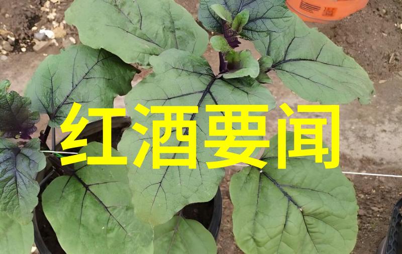 攻壳机动队STAND ALONE COMPLEX的复杂性格分析泷俊介和公子哥儿之间的差异对比