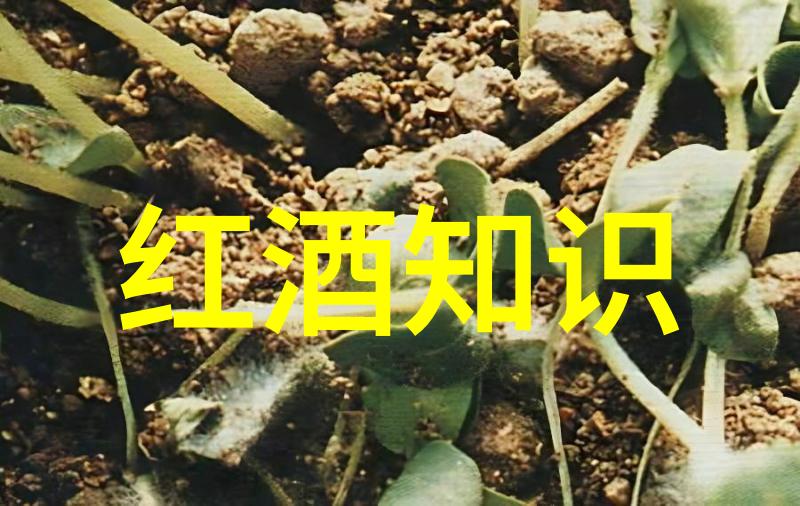 探索葡萄酒之美健康的双刃剑专家解析利与弊
