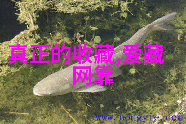 主题你一定想知道的那些迷人的玫瑰品种大全图解名称