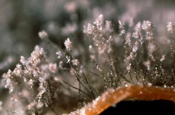 红酒知识_关于红酒的知识大全_红酒知识入门/