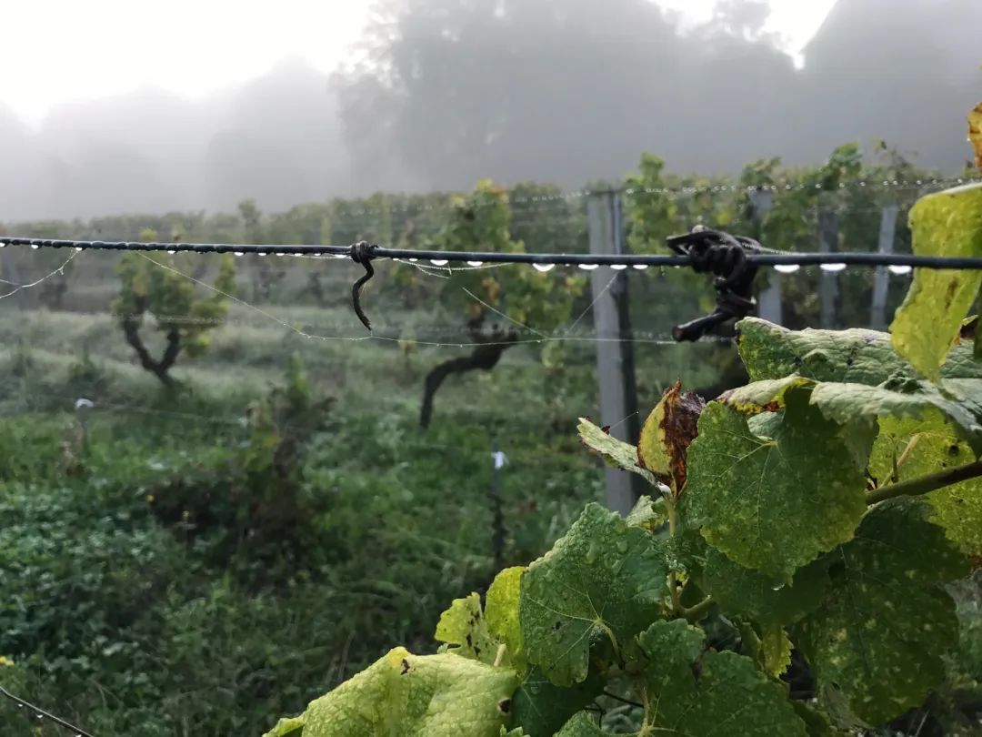 关于红酒的知识大全_红酒知识入门_红酒知识/
